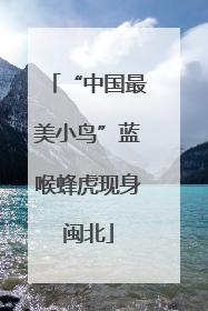 “中国最美小鸟”蓝喉蜂虎现身闽北