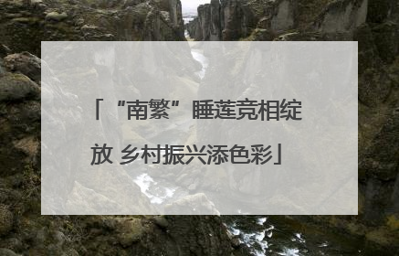 “南繁”睡莲竞相绽放 乡村振兴添色彩