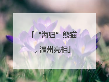 “海归”熊猫，温州亮相