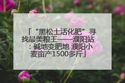 “黑松土活化肥”寻找最美粮王——濮阳站：碱地变肥地 濮阳小麦亩产1500多斤