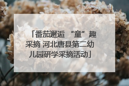 番茄邂逅 “童”趣采摘 河北唐县第二幼儿园研学采摘活动