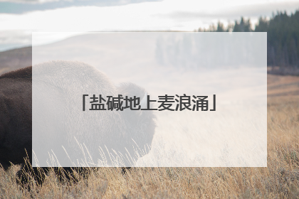 盐碱地上麦浪涌