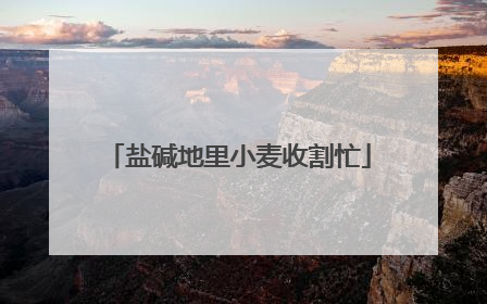 盐碱地里小麦收割忙