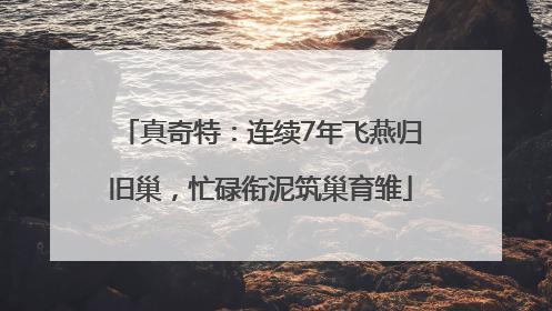 真奇特：连续7年飞燕归旧巢，忙碌衔泥筑巢育雏