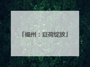 福州:夏荷绽放