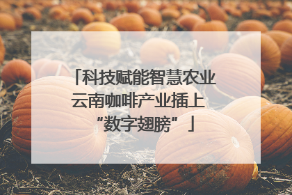 科技赋能智慧农业 云南咖啡产业插上“数字翅膀”