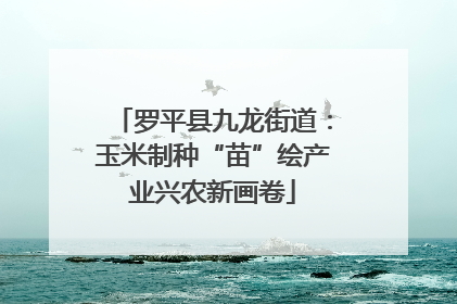 罗平县九龙街道：玉米制种“苗”绘产业兴农新画卷