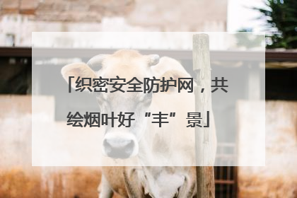 织密安全防护网，共绘烟叶好“丰”景