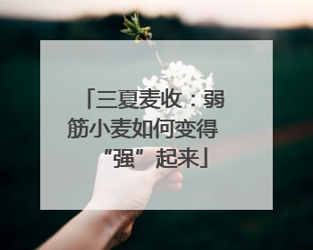 三夏麦收：弱筋小麦如何变得“强”起来