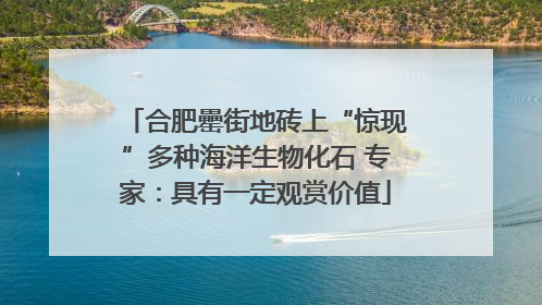 合肥罍街地砖上“惊现”多种海洋生物化石 专家：具有一定观赏价值