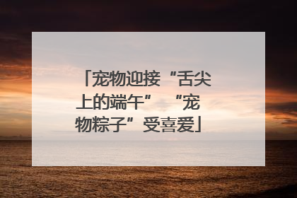 宠物迎接“舌尖上的端午” “宠物粽子”受喜爱