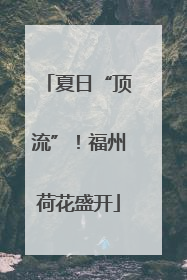 夏日“顶流”！福州荷花盛开