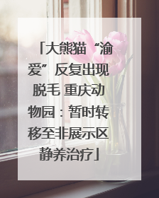 大熊猫“渝爱”反复出现脱毛 重庆动物园：暂时转移至非展示区静养治疗