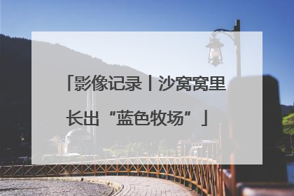 影像记录丨沙窝窝里长出“蓝色牧场”
