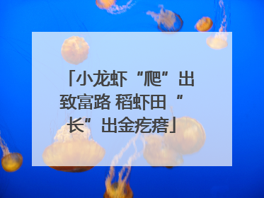 小龙虾“爬”出致富路 稻虾田“长”出金疙瘩