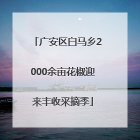 广安区白马乡2000余亩花椒迎来丰收采摘季