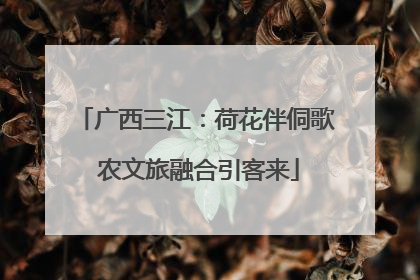 广西三江：荷花伴侗歌 农文旅融合引客来