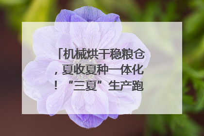 机械烘干稳粮仓，夏收夏种一体化！“三夏”生产跑出加速度｜麦报