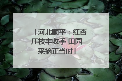 河北顺平：红杏压枝丰收季 田园采摘正当时