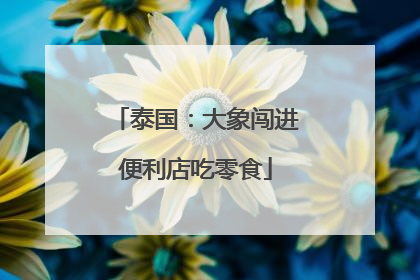 泰国：大象闯进便利店吃零食