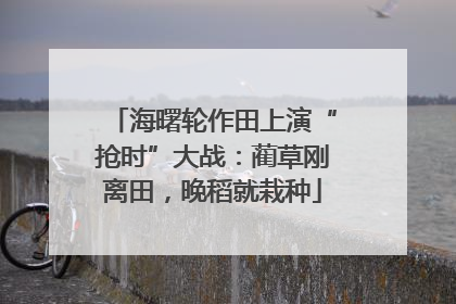 海曙轮作田上演“抢时”大战：蔺草刚离田，晚稻就栽种