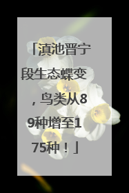 滇池晋宁段生态蝶变，鸟类从89种增至175种！
