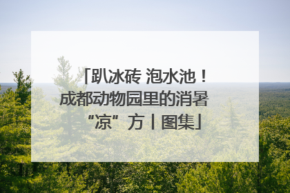 趴冰砖 泡水池！成都动物园里的消暑“凉”方丨图集