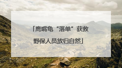 鹰嘴龟“落单”获救 野保人员放归自然