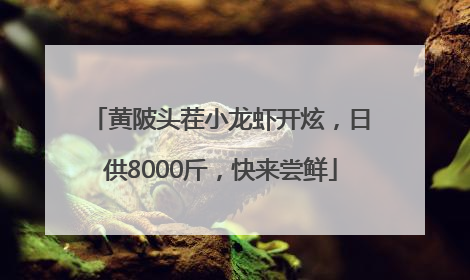 黄陂头茬小龙虾开炫，日供8000斤，快来尝鲜